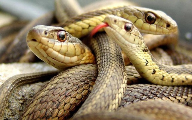 ‘Hòn đảo tử thần’ nơi hàng vạn con rắn độc ngự trị ảnh 4
