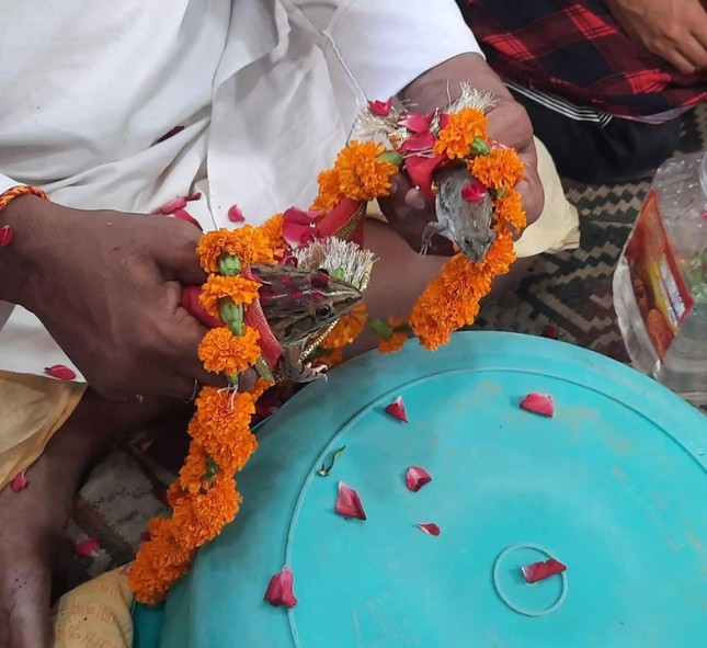 Dân làng Ấn Độ làm lễ cưới cho ếch để cầu mưa ảnh 2