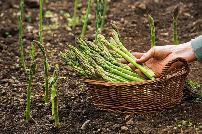 Loại rau được mệnh danh ‘rau hoàng đế’, rất tốt nhưng không phải ai cũng ăn được ảnh 1