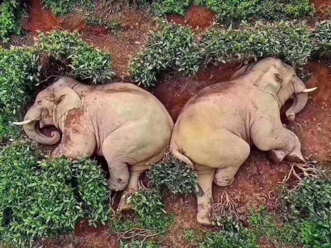 Đáng yêu “tréo ngoe” mùa dịch: Slogan “Hãy đứng yên” không dành cho các loài thú ảnh 1
