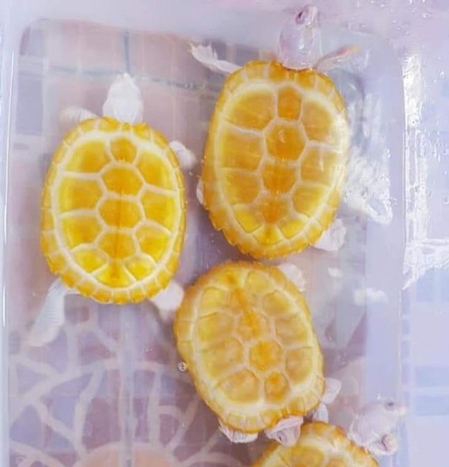 Thử thách 10 giây: Bạn đã đói đến mức nghĩ đây đều là đồ ăn chưa? ảnh 3