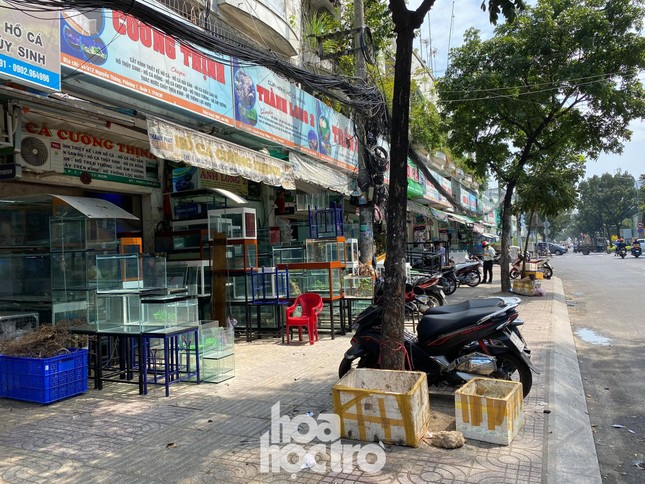 TP.HCM: Ngày ông Công ông Táo, Phố Cá chép đìu hiu do ảnh hưởng của dịch COVID-19 ảnh 1