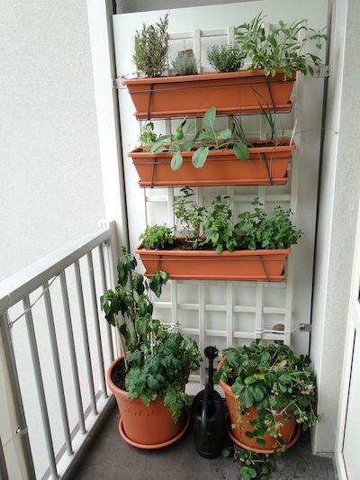 Cách làm vườn rau trong căn hộ chung cư mùa dịch ảnh 16