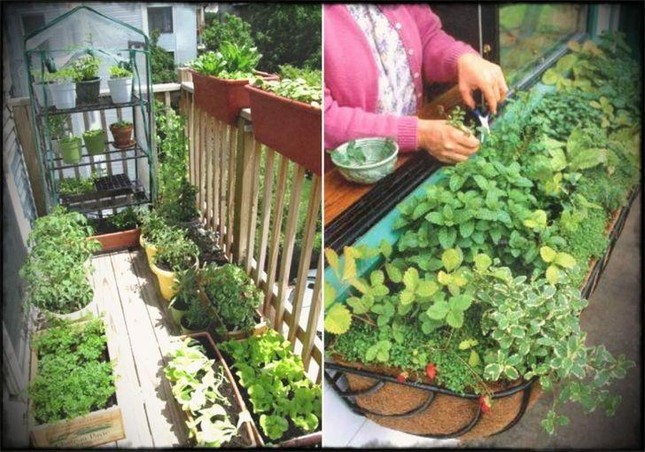 Cách làm vườn rau trong căn hộ chung cư mùa dịch ảnh 11