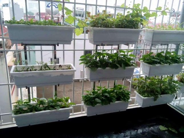 Cách làm vườn rau trong căn hộ chung cư mùa dịch ảnh 6