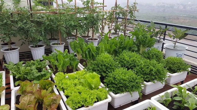 Cách làm vườn rau trong căn hộ chung cư mùa dịch ảnh 10