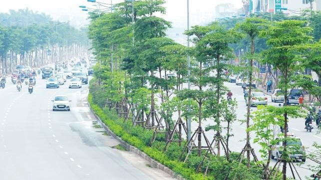 Bộ Công an yêu cầu định giá loạt cây xanh trồng ở Hà Nội ảnh 2