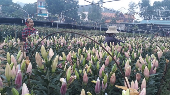 Bên trong vựa hoa lớn nhất Bắc Giang ngày giáp Tết ảnh 1