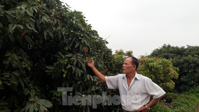 Lên phương án cách ly thương nhân nước ngoài để bán vải thiều ảnh 1