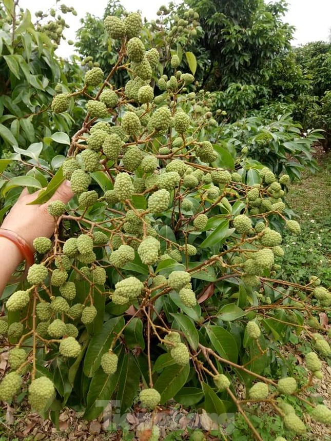 Lên phương án cách ly thương nhân nước ngoài để bán vải thiều ảnh 2