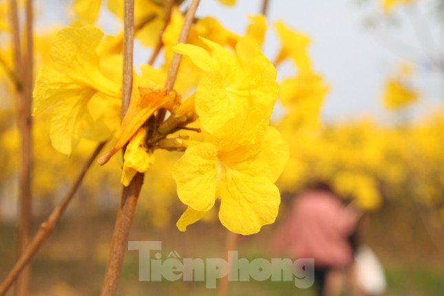 Nghìn người đổ về chiêm ngưỡng vườn hoa Phong Linh vàng rực rỡ ở Bắc Giang ảnh 6