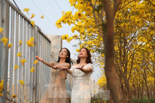Nghìn người đổ về chiêm ngưỡng vườn hoa Phong Linh vàng rực rỡ ở Bắc Giang ảnh 8