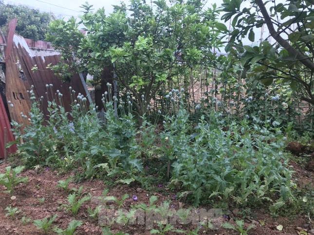 Trồng hàng trăm cây thuốc phiện trong vườn, người dân nói ‘để làm rau ăn’ ảnh 1