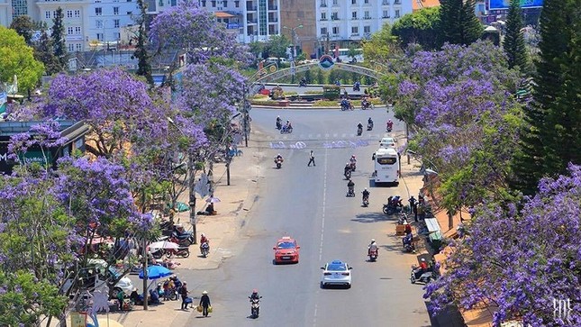 Phượng tím Đà Lạt đang mùa nở rộ, từng góc phố đẹp đến ngỡ ngàng ảnh 11