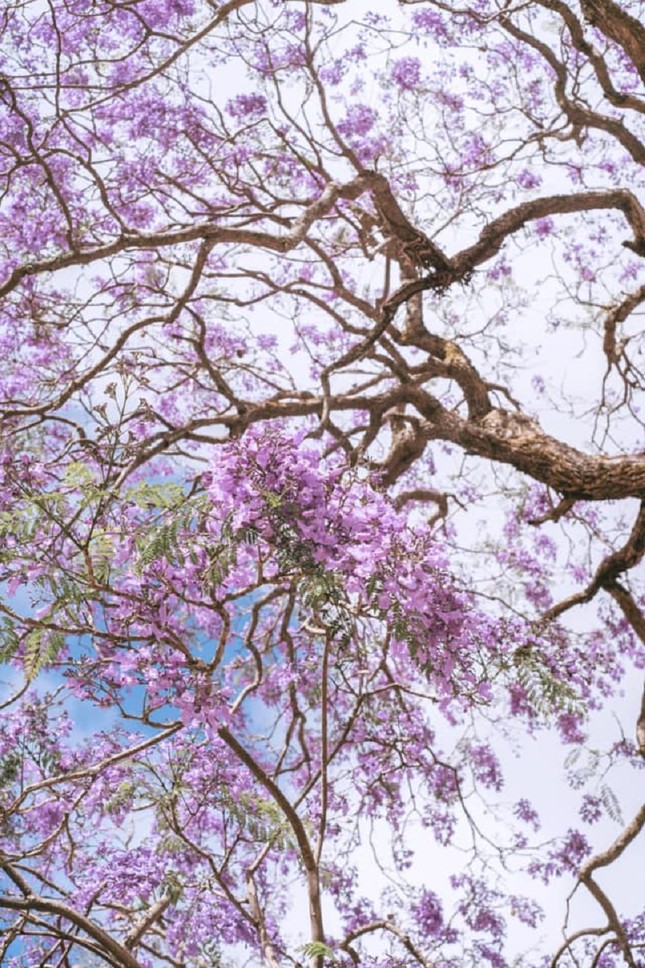 Phượng tím Đà Lạt đang mùa nở rộ, từng góc phố đẹp đến ngỡ ngàng ảnh 3