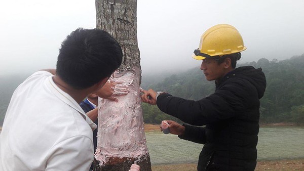 Bức xúc việc “cây cô đơn” nổi tiếng ở Quảng Trị bị kẻ thiếu ý thức phá hoại ảnh 6