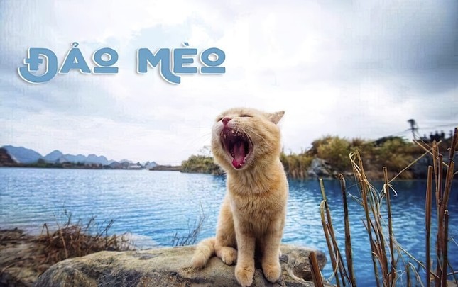 “Đảo Mèo”, hội nhóm dành cho người yêu mèo lớn nhất Việt Nam, đã bị Facebook cho "bay màu" ảnh 1