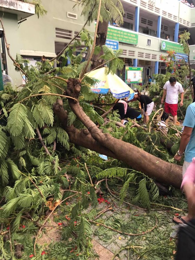 TP.HCM: Cây phượng trong sân trường bật gốc khiến 1 học sinh tử vong, 7 học sinh bị thương ảnh 1
