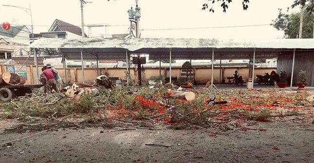Hàng loạt cây phượng bị chặt hạ đề phòng đổ gãy, teen ngậm ngùi tiếc nuối ảnh 3