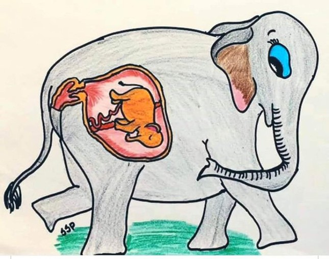 Voi mẹ mang thai chết vì bị dân làng lừa cho ăn trái dứa nhồi pháo khiến dân mạng phẫn nộ ảnh 7