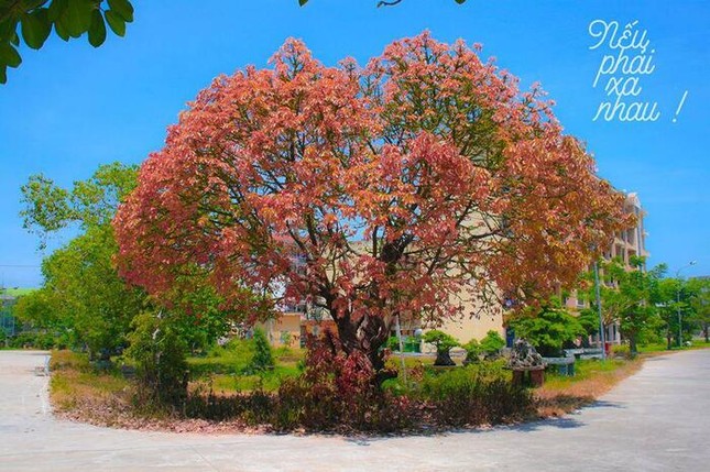 Giới trẻ thích thú với cây trái tim trồng trong khuôn viên của một trường Đại học ảnh 2