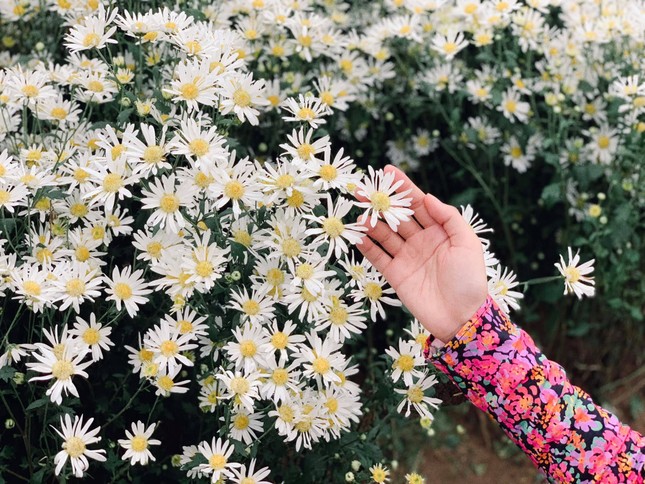 Một mùa cúc hoạ mi xinh xắn lại đến: “Lên đồ” cùng hội BFF để có những tấm ảnh “nghìn like” nào! ảnh 6