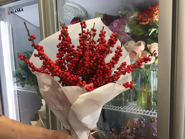 Cây xứ lạnh tiền triệu hút khách trước Noel ảnh 2