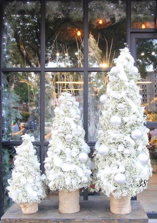 Cây xứ lạnh tiền triệu hút khách trước Noel ảnh 3