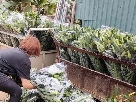 Sát Rằm tháng Giêng, giá hoa ở Hà Nội thấp lạ thường ảnh 2