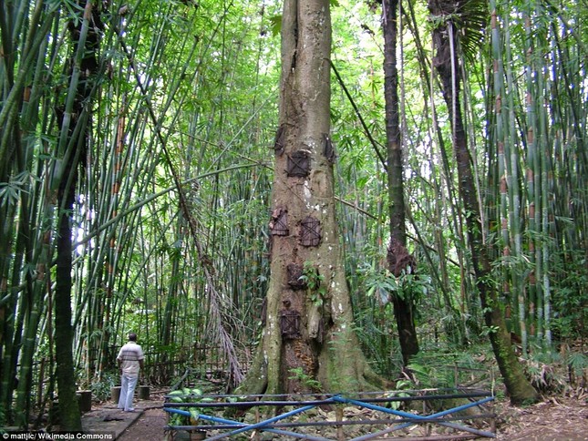 Rùng mình với mộ cây hài nhi ở rừng già Indonesia ảnh 1