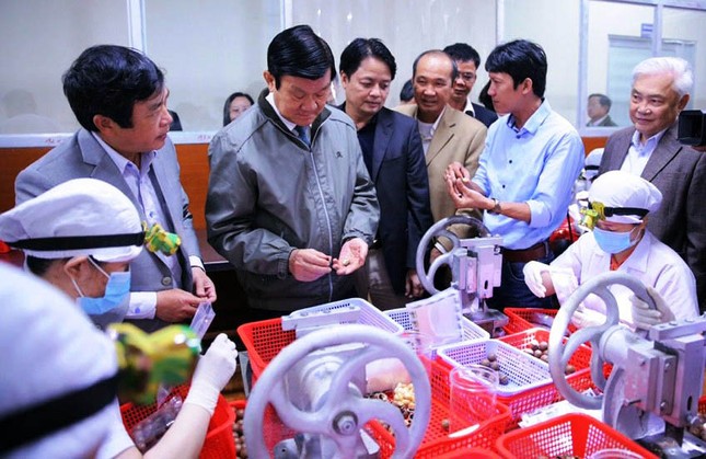 Cơ sở chế biến mắc ca khát… nguyên liệu ảnh 2