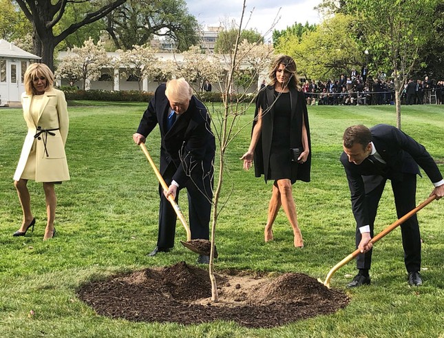 Hành tung bí ẩn của cây sồi ông Trump – Macron trồng ở Nhà Trắng ảnh 1