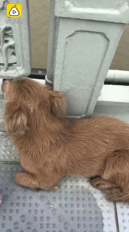 Chủ nhảy sông tự tử, chó cưng mòn mỏi đứng đợi trên cầu suốt gần một tuần ảnh 1