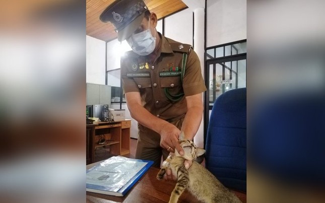 Mèo vượt ngục sau khi bị bắt vì tuồn ma tuý, thẻ sim vào tù ảnh 1