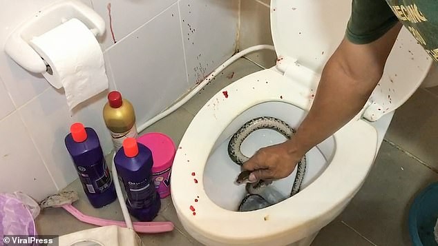 Dán mắt vào điện thoại khi đi vệ sinh, nam thanh niên bị rắn ngoạm ‘cậu nhỏ’ ảnh 1
