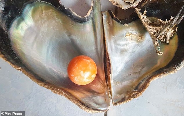 Ngư dân bị bắt vì mở tiệc ma túy ăn mừng tìm thấy viên ngọc trai 8 tỉ ảnh 1