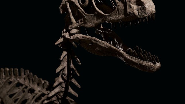Hóa thạch khủng long tạo cảm hứng phim 'Công viên kỷ Jura' được đấu giá hơn 12 triệu USD ảnh 1