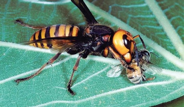 Ong ăn thịt, ong mật Việt Nam biết dùng công cụ, phân ong suýt gây đối đầu Chiến tranh Lạnh ảnh 1