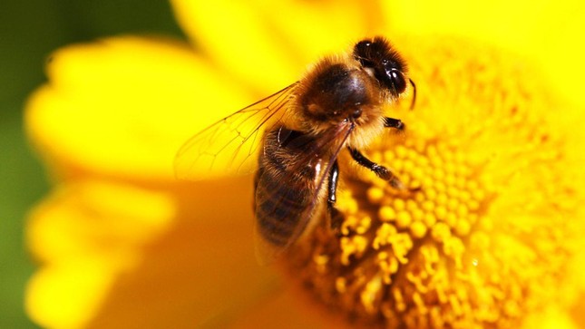 Ong ăn thịt, ong mật Việt Nam biết dùng công cụ, phân ong suýt gây đối đầu Chiến tranh Lạnh ảnh 2