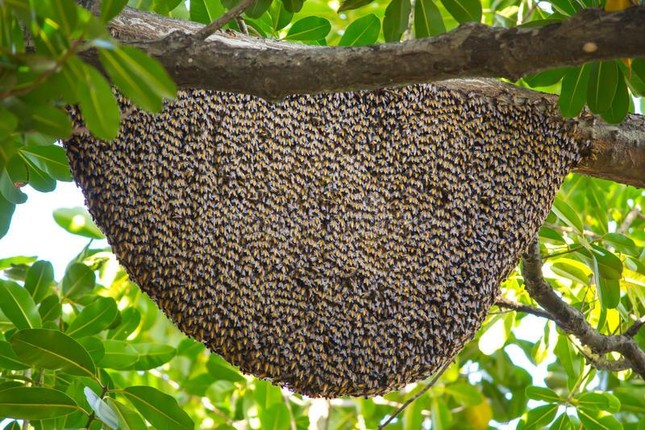 Ong ăn thịt, ong mật Việt Nam biết dùng công cụ, phân ong suýt gây đối đầu Chiến tranh Lạnh ảnh 4
