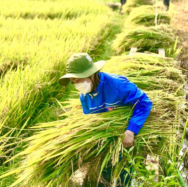 Đội nắng giúp người dân gặt lúa sau thiên tai dị thường ảnh 7
