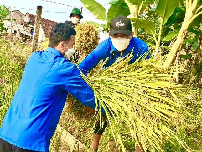 Đội nắng giúp người dân gặt lúa sau thiên tai dị thường ảnh 9
