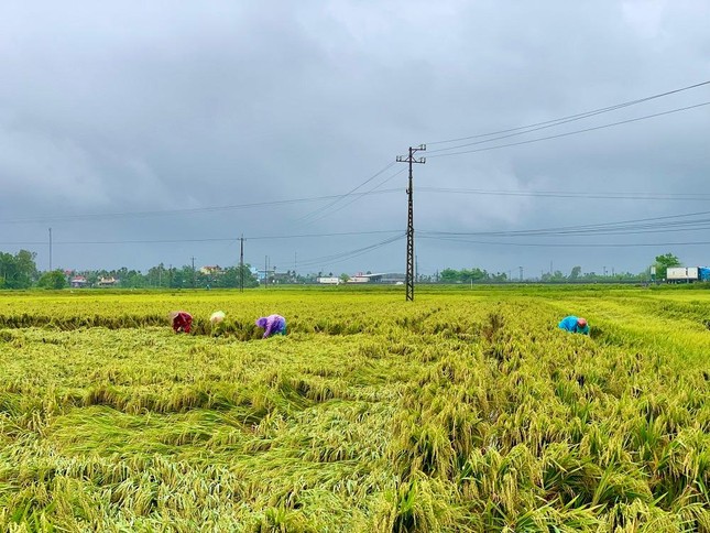 Đội nắng giúp người dân gặt lúa sau thiên tai dị thường ảnh 13