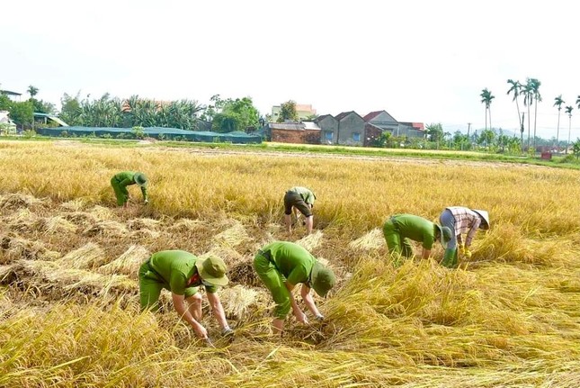 Đội nắng giúp người dân gặt lúa sau thiên tai dị thường ảnh 10