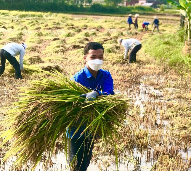 Đội nắng giúp người dân gặt lúa sau thiên tai dị thường ảnh 5
