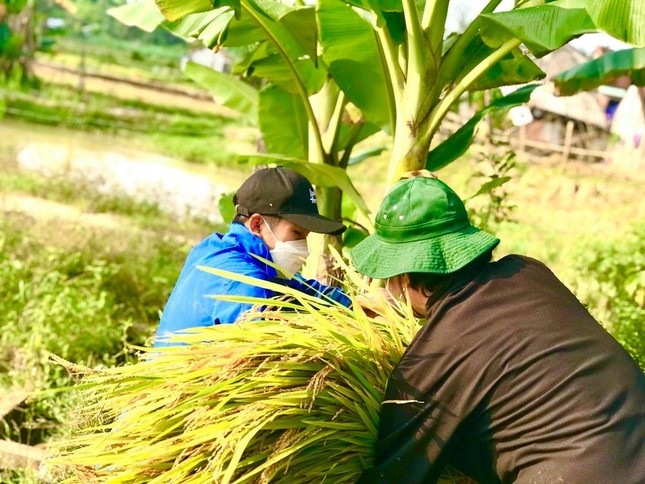 Đội nắng giúp người dân gặt lúa sau thiên tai dị thường ảnh 8