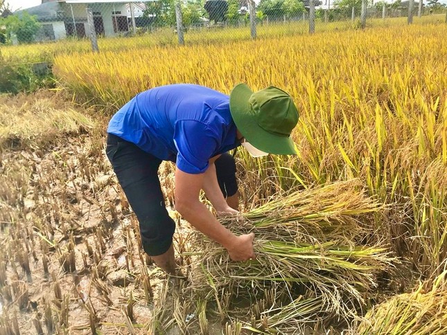 Đội nắng giúp người dân gặt lúa sau thiên tai dị thường ảnh 2