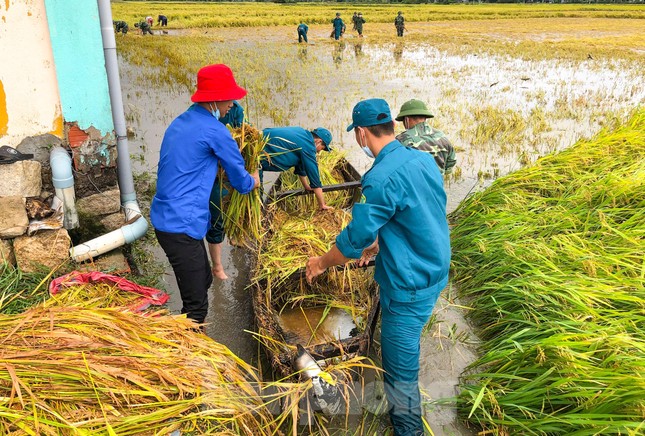 Các lực lượng vũ trang, thanh niên Bình Định lội ruộng giúp người dân gặt lúa ảnh 2