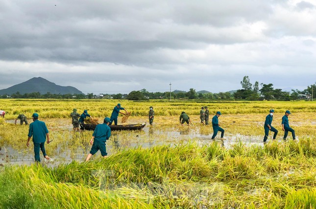 Các lực lượng vũ trang, thanh niên Bình Định lội ruộng giúp người dân gặt lúa ảnh 8