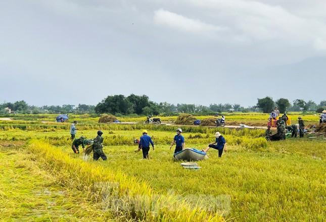 Các lực lượng vũ trang, thanh niên Bình Định lội ruộng giúp người dân gặt lúa ảnh 10